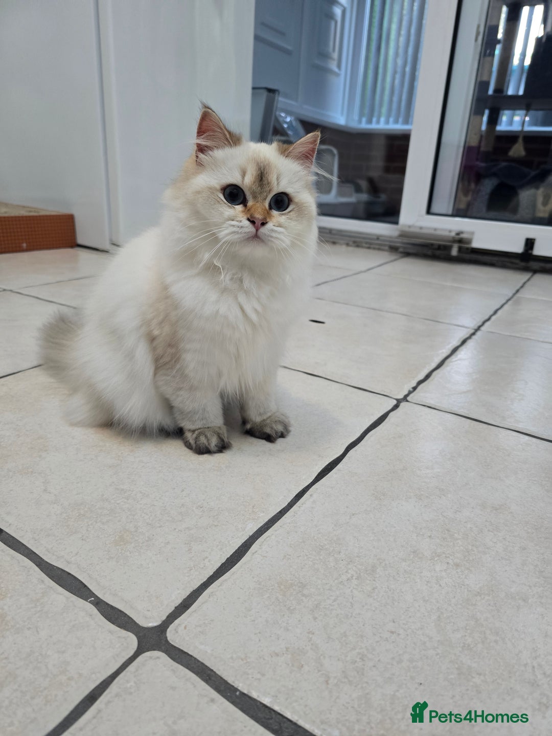 British Longhair cats for sale: Stunning Colour Point Girl - Advert 13