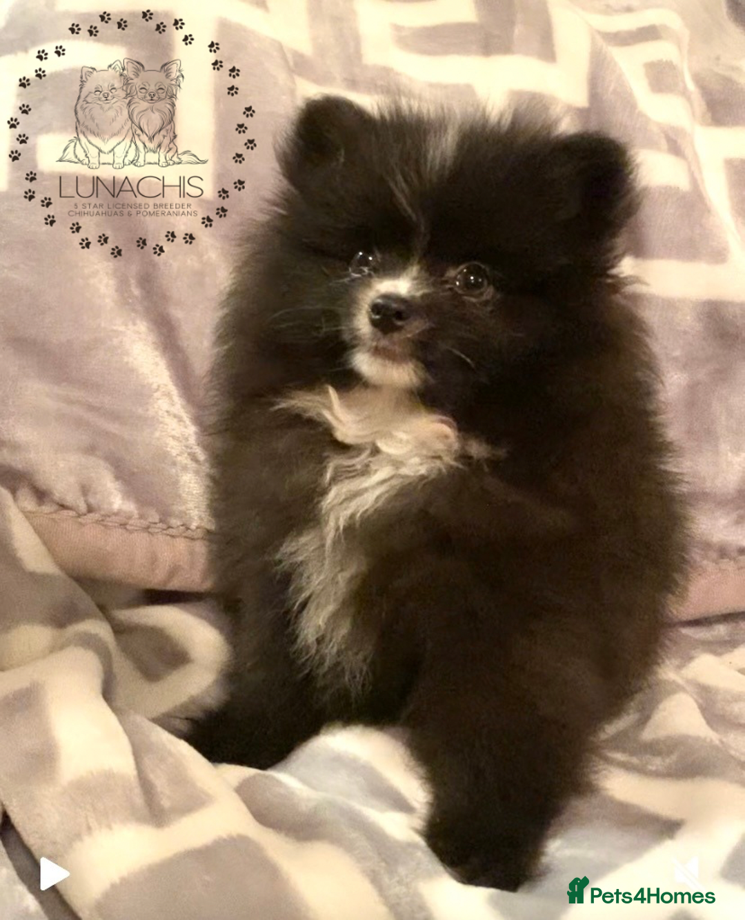 Pomeranian dogs for sale: Stunning Pomeranian puppies - Advert 16