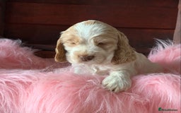 Cocker Spaniel dogs for sale: 5* LICENSED KC SHOW H/TESTED PUPPIES  - Image 9