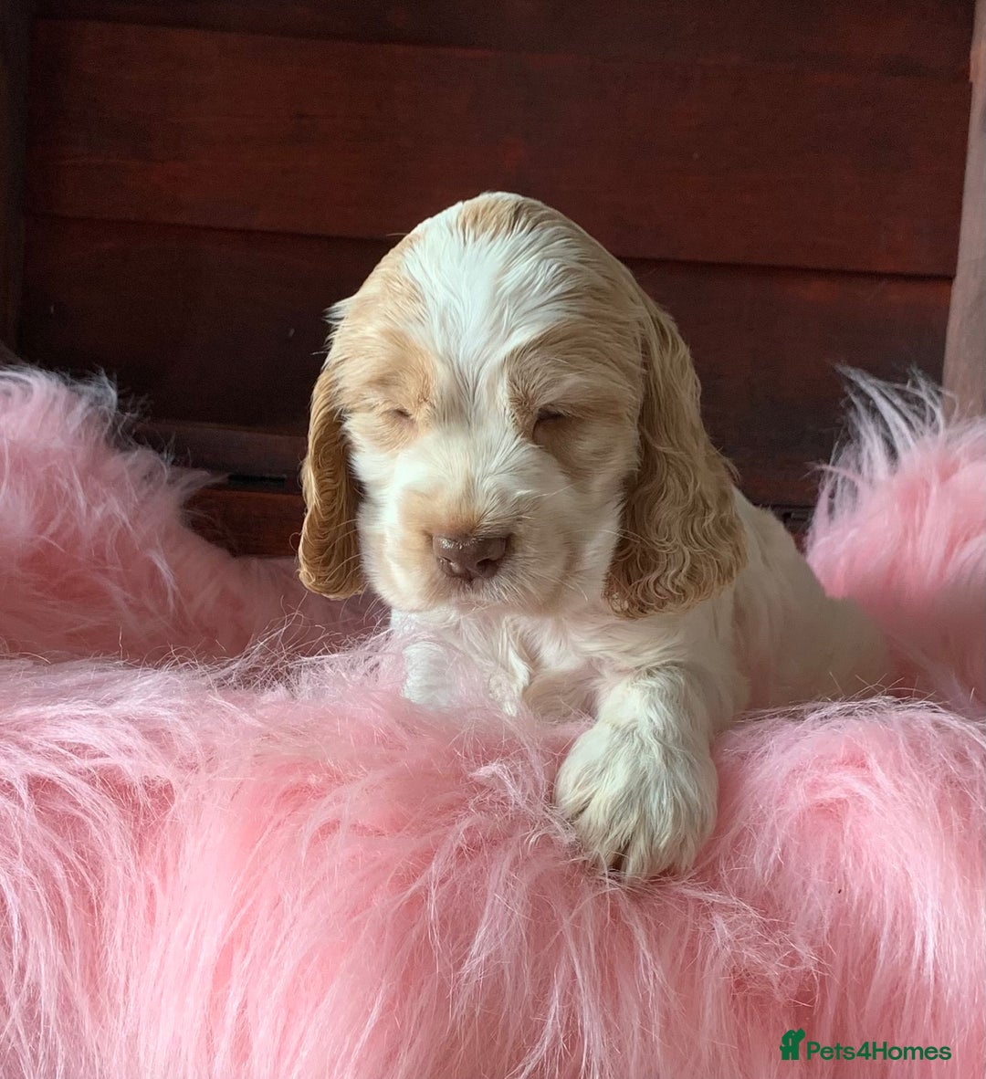 Cocker Spaniel dogs for sale: 5* LICENSED KC SHOW H/TESTED PUPPIES  - Image 9