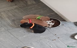 Mixed Breed dogs for sale: French x staffy cocker spaniel  - Image 11
