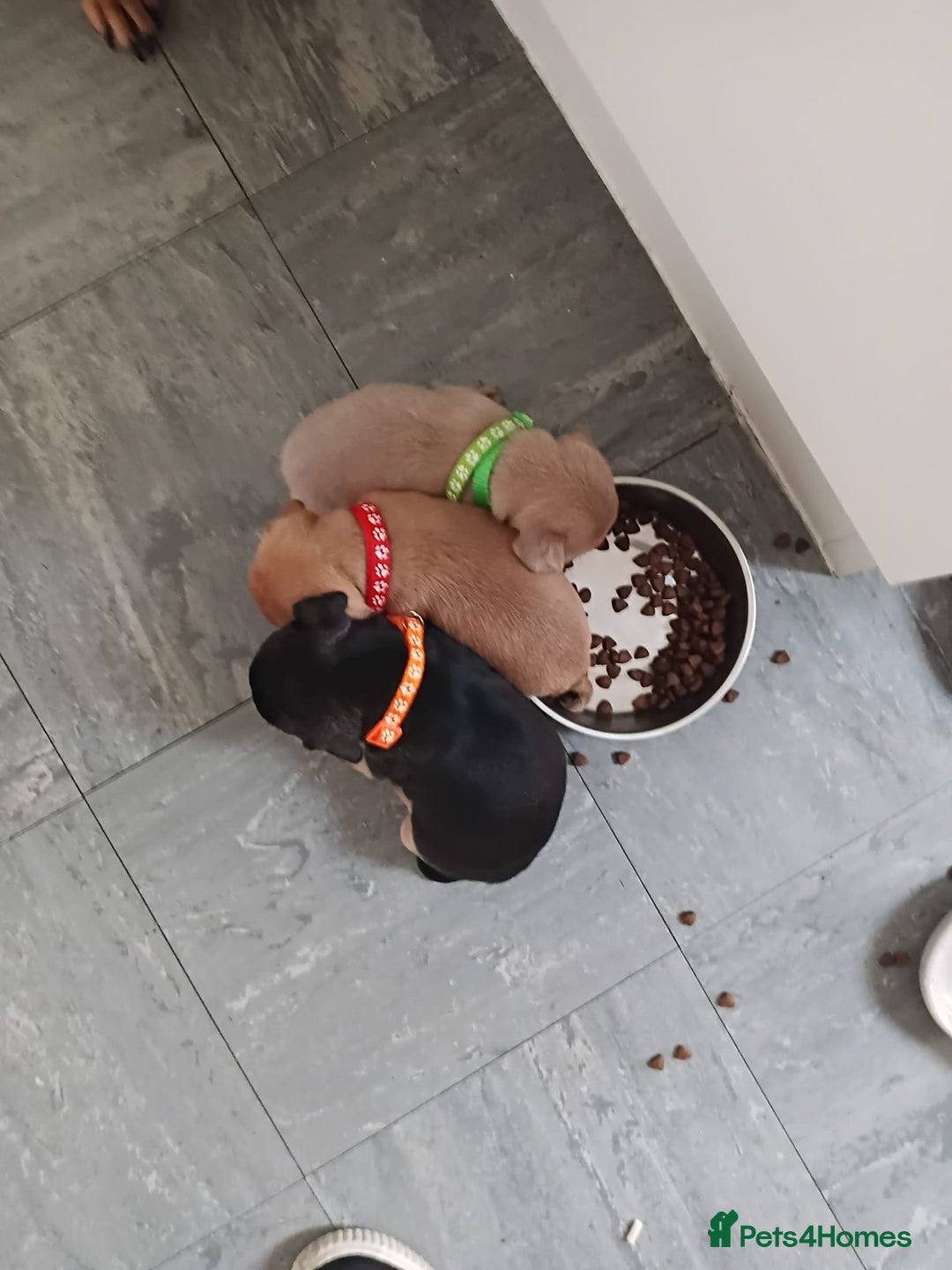 Mixed Breed dogs for sale: French x staffy cocker spaniel  - Image 11