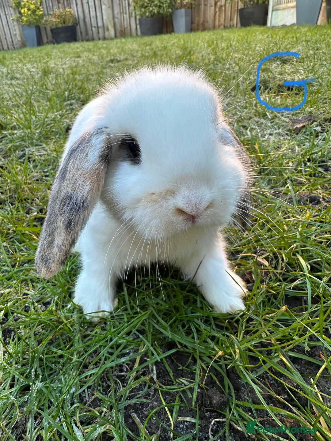 Mini Lop rabbits for sale: Mini Lop Rabbits  - Advert 15