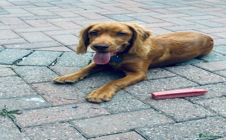 Cocker Spaniel dogs - Advert 2