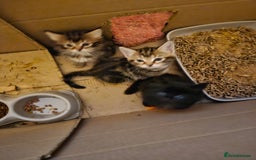 Domestic Shorthair cats for sale: Bengal cross kittens longhaired and shorthaired - Image 3