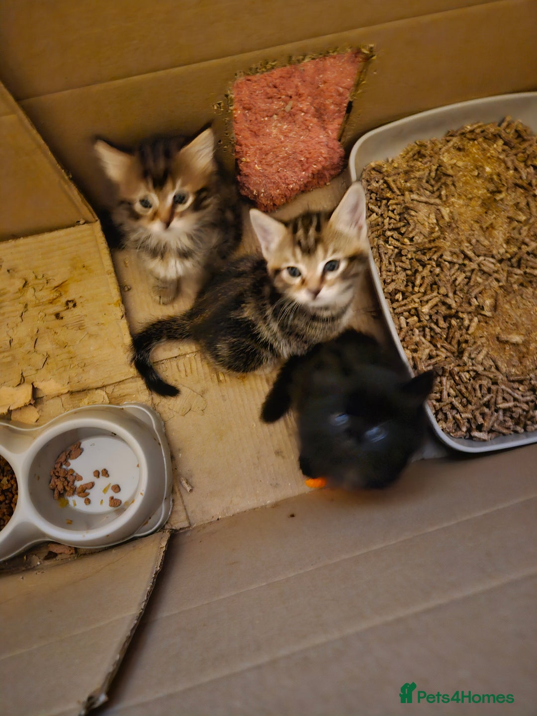 Domestic Shorthair cats for sale: Bengal cross kittens longhaired and shorthaired - Image 3