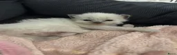 Ragdoll cats for sale: Blue point Ragdoll kittens  - Advert 4