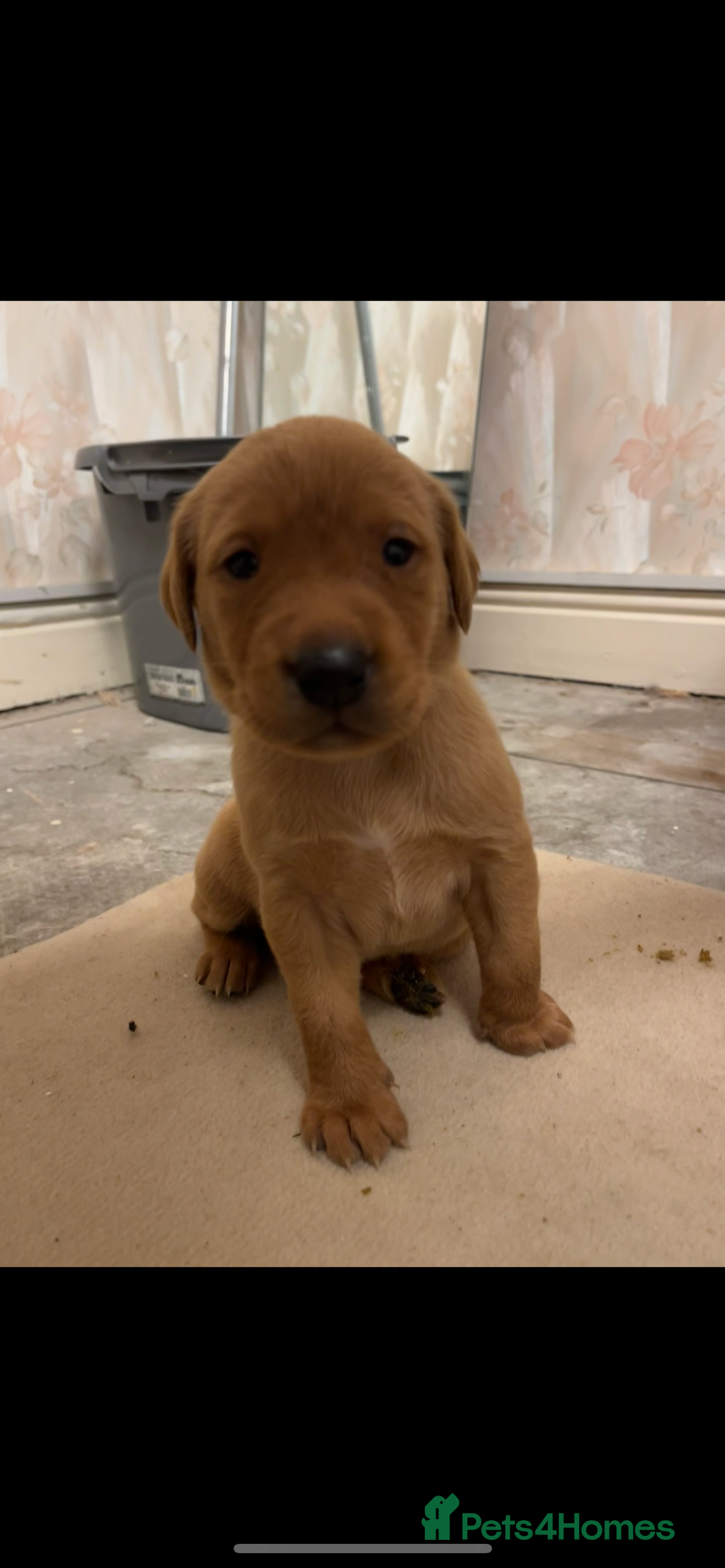 Labrador Retriever dogs for sale: KC Registered Fox Red and Yellow Labrador Puppies  - Advert 18