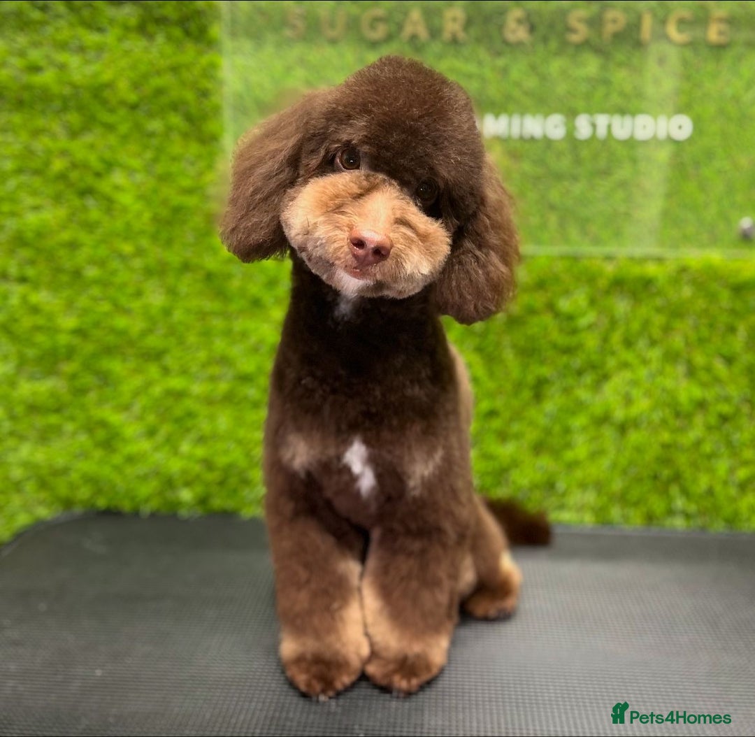 Toy Poodle dogs for sale: KC registered sable toy poodles  - Advert 15
