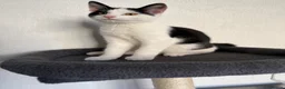 British Shorthair cats for sale: 12 Week Old Handsome kitten in Thame - Advert 4