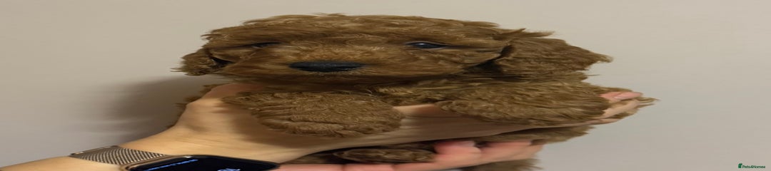 Miniature Poodle Puppy 1