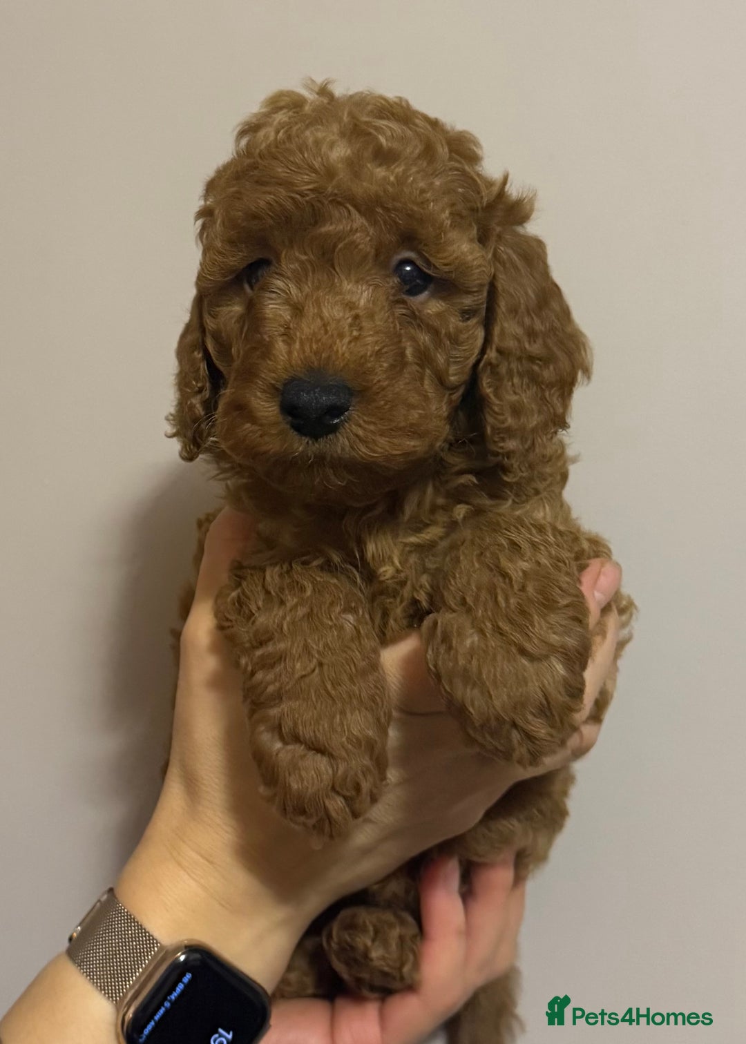 Miniature Poodle dogs for sale: Puppy  - Image 6