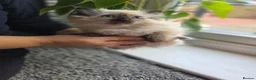 Ragdoll cats for sale: 2 little Ragdoll kittens girls - Advert 4