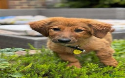 Mixed Breed dogs for adoption: MAGGIE -Friendly girl/4 months/loves dogs & kids - Image 18
