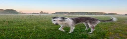 Lurcher dogs for sale: Fluffy Lurcher puppies available Sept - Advert 5
