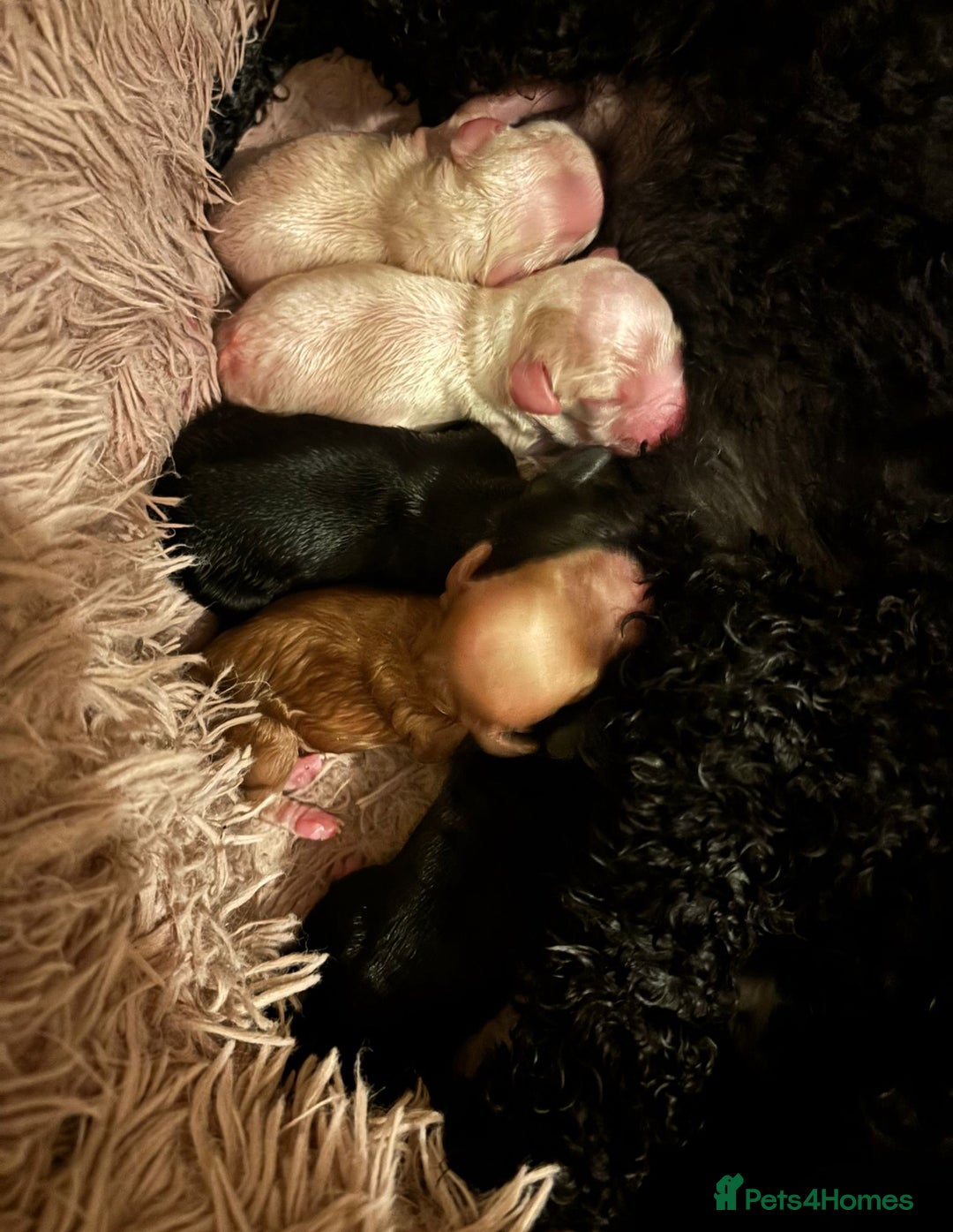 Cockapoo dogs for sale: Cockerpoo - Advert 6