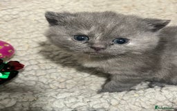 British Shorthair cats for sale: 2 Stunning British Shorthair Kittens  - Image 7