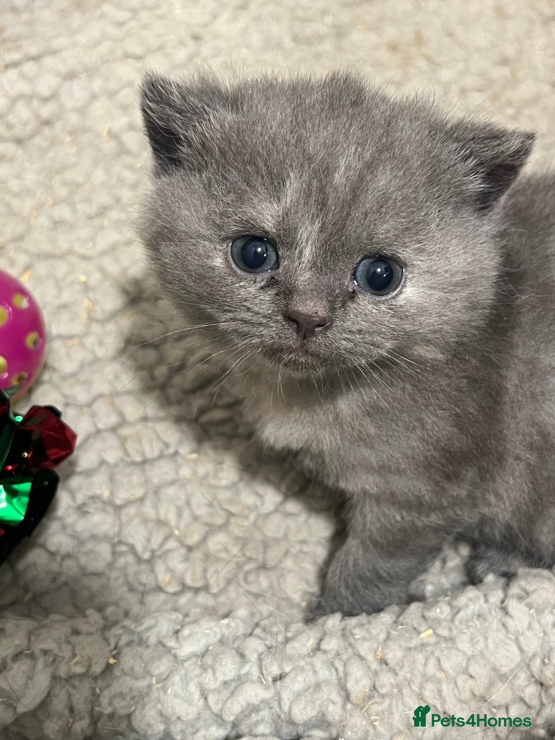 British Shorthair cats for sale: 2 Stunning British Shorthair Kittens  - Image 7