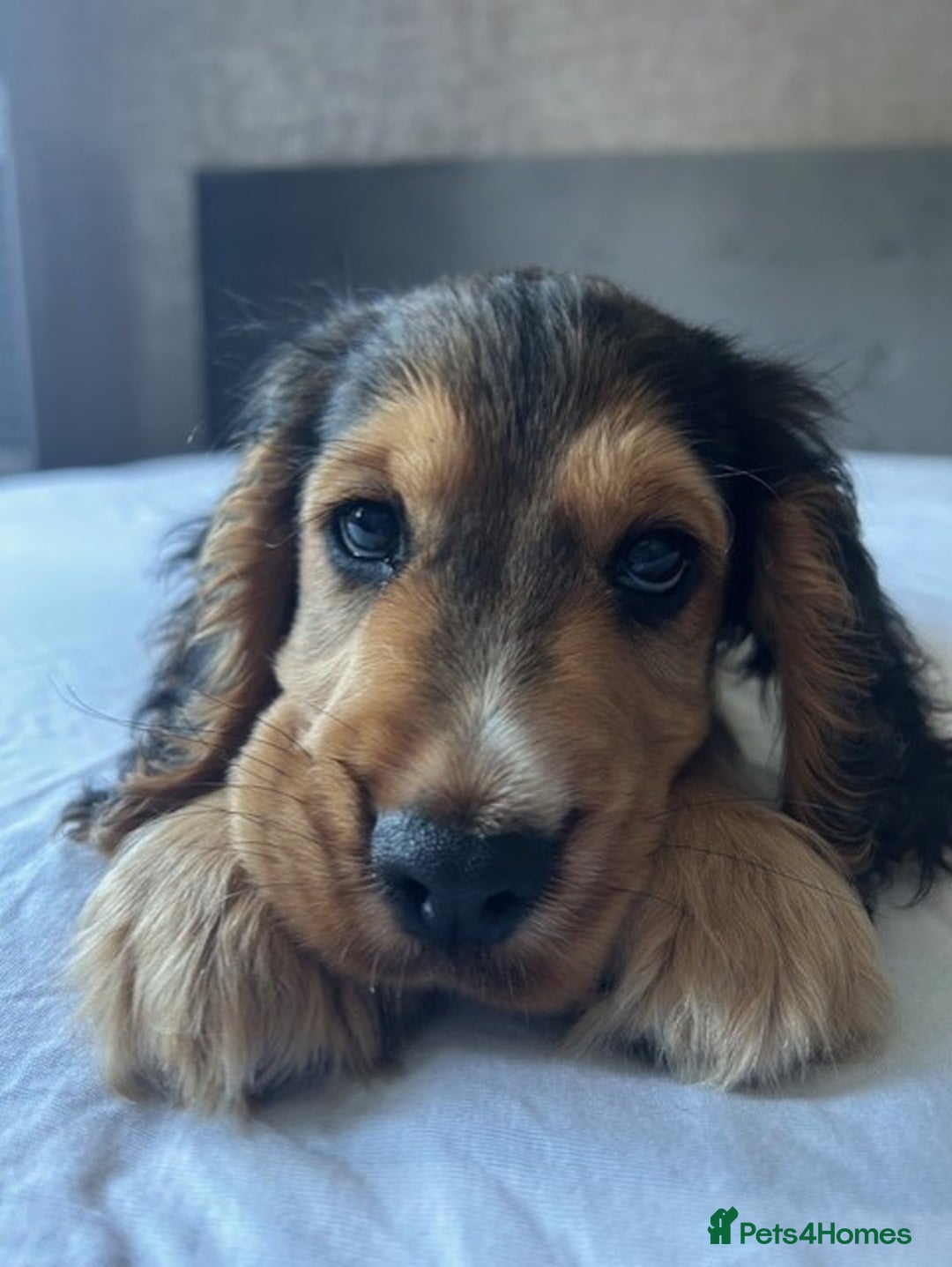 Cocker Spaniel dogs for stud: Cocker Spaniel Shower Sable  - Advert 2