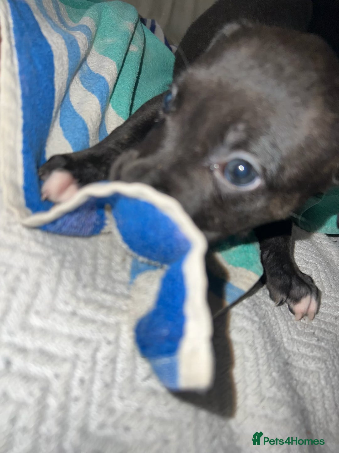 Mixed Breed dogs for sale: Cane corso x staff puppies  - Image 20