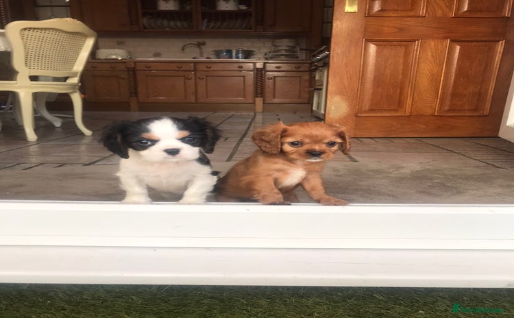 Cavalier King Charles Spaniel dogs - Advert 2