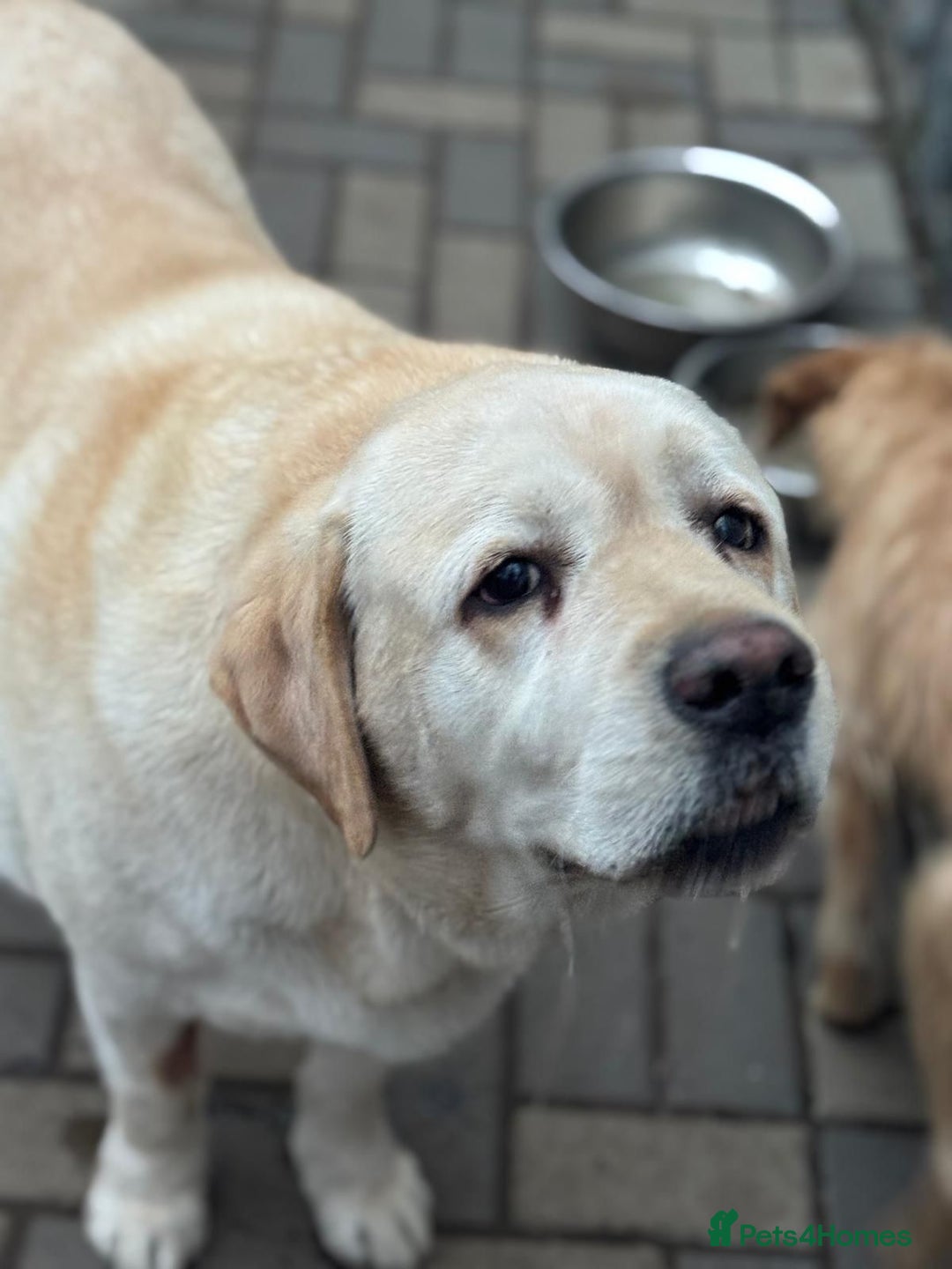 Labrador Retriever dogs for adoption: Gorgeous Trevor seeking a home - Advert 2