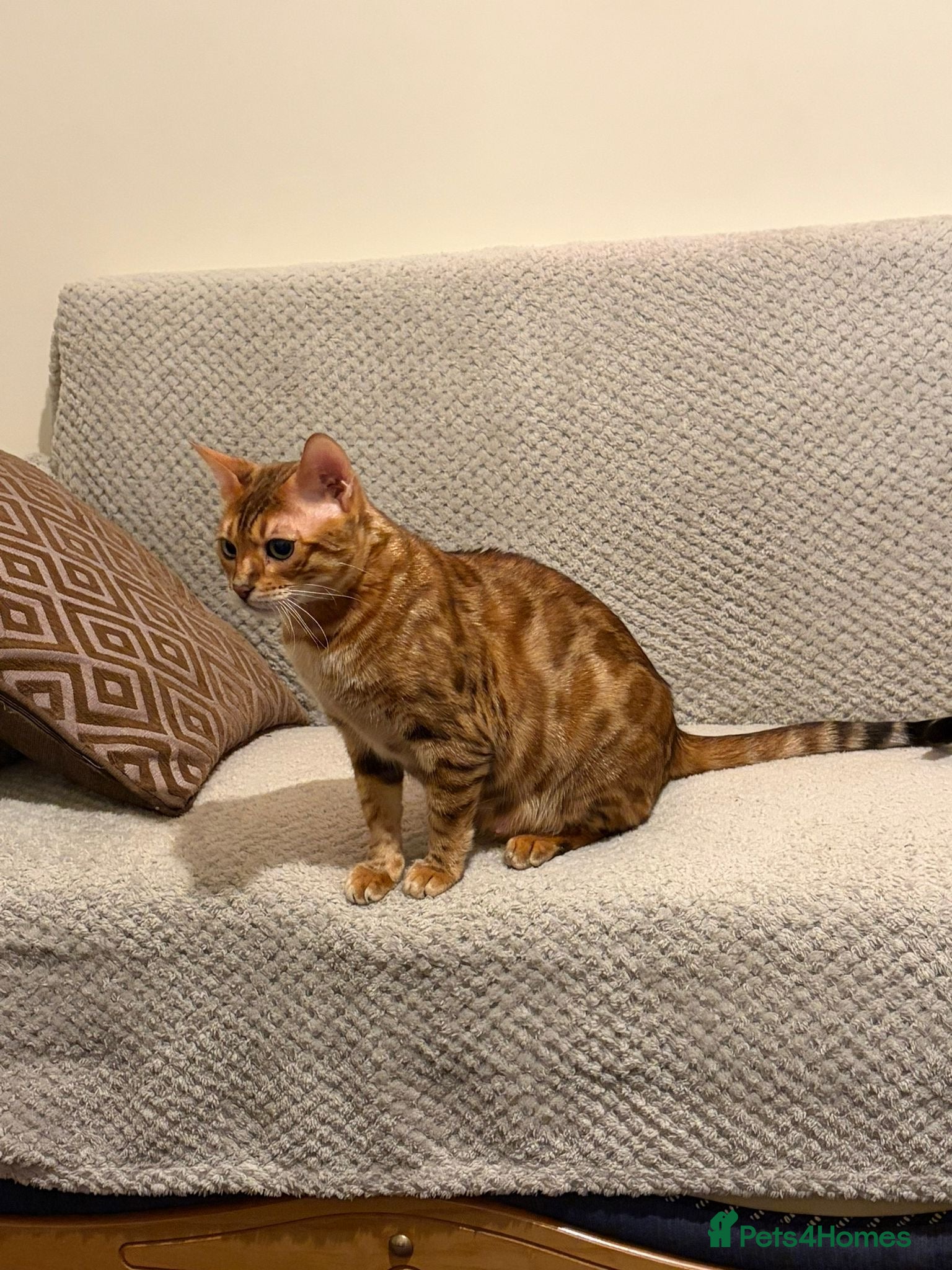 Bengal cats ⭐️⭐️QUALITY BENGAL CAT⭐️⭐️⭐️ - Advert 3