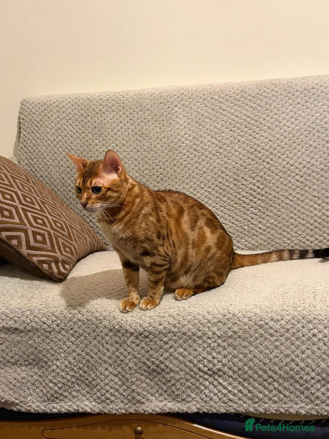 Bengal cats for sale: ⭐️⭐️QUALITY BENGAL CAT⭐️⭐️⭐️ - Advert 1