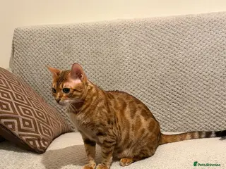 Bengal cats ⭐️⭐️QUALITY BENGAL CAT⭐️⭐️⭐️ - Advert 3