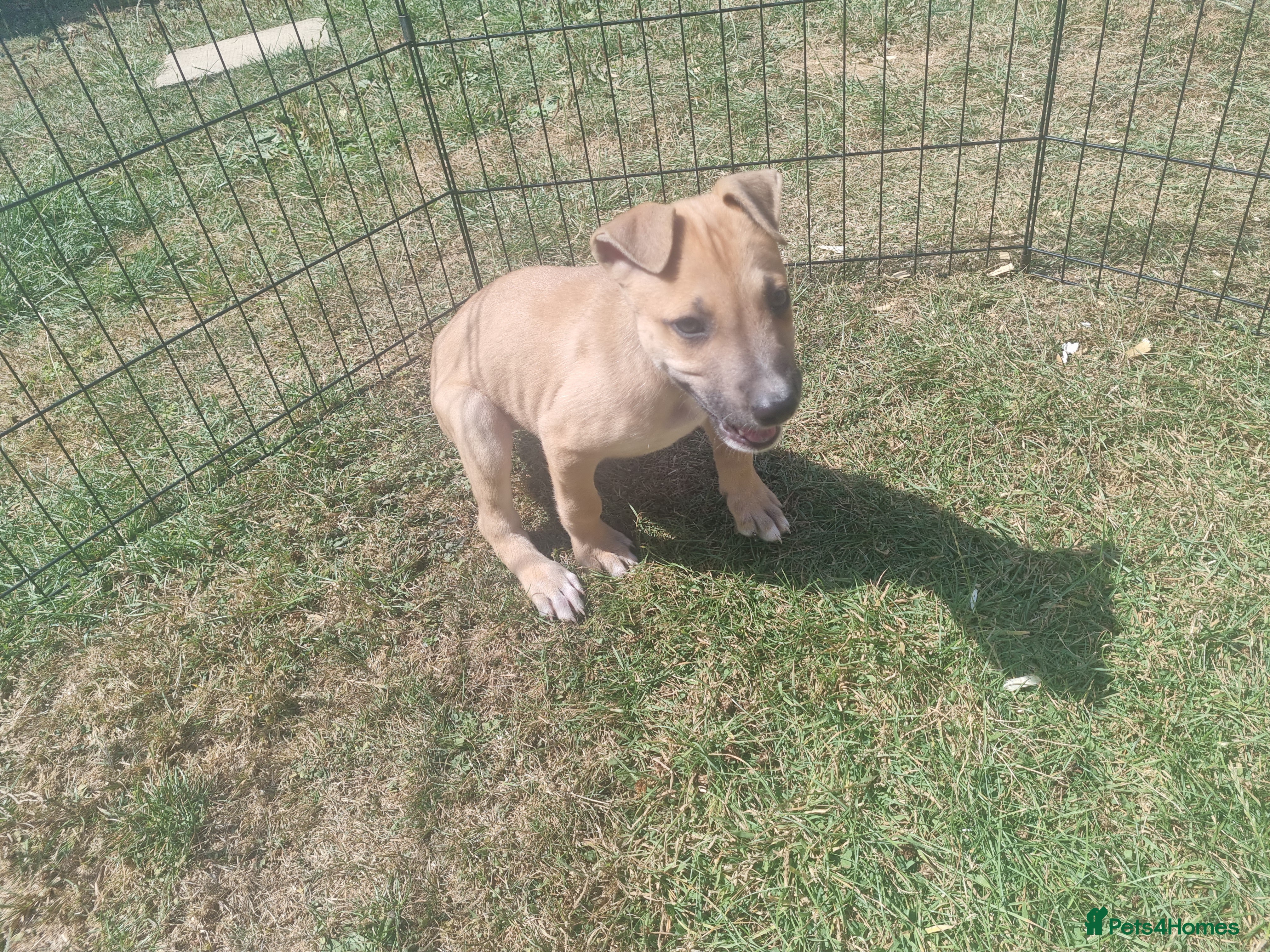 Lurcher dogs Lurcher pups  - Advert 2