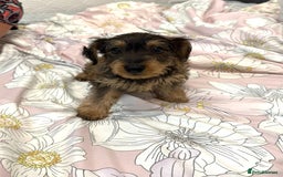 Yorkiepoo dogs for sale: Beautiful Yorkipoo Puppies - Image 2