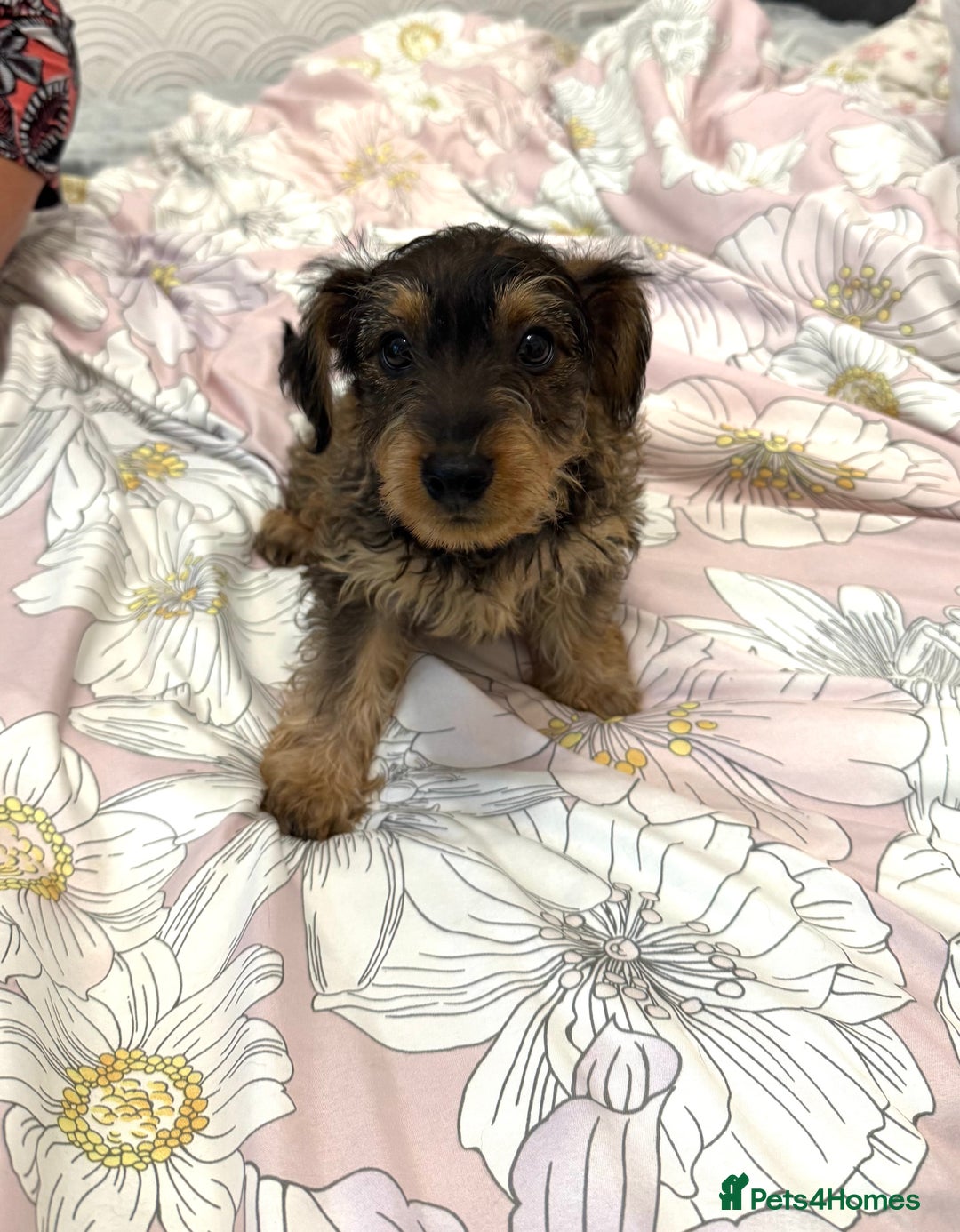 Yorkiepoo dogs for sale: Beautiful Yorkipoo Puppies - Image 2