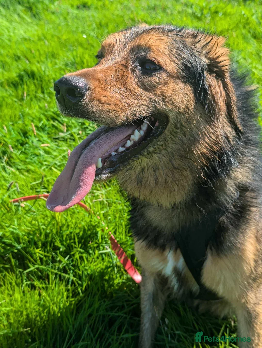 Mixed Breed dogs for adoption: Meet Derry, currently residing in Cheshire  in Nantwich - Advert 10