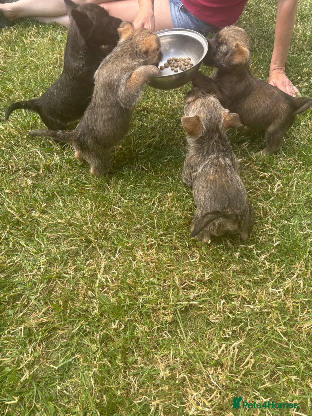 Cairn Terrier dogs for sale: SUNNYGLEN CAIRN TERRIERS - Advert 2