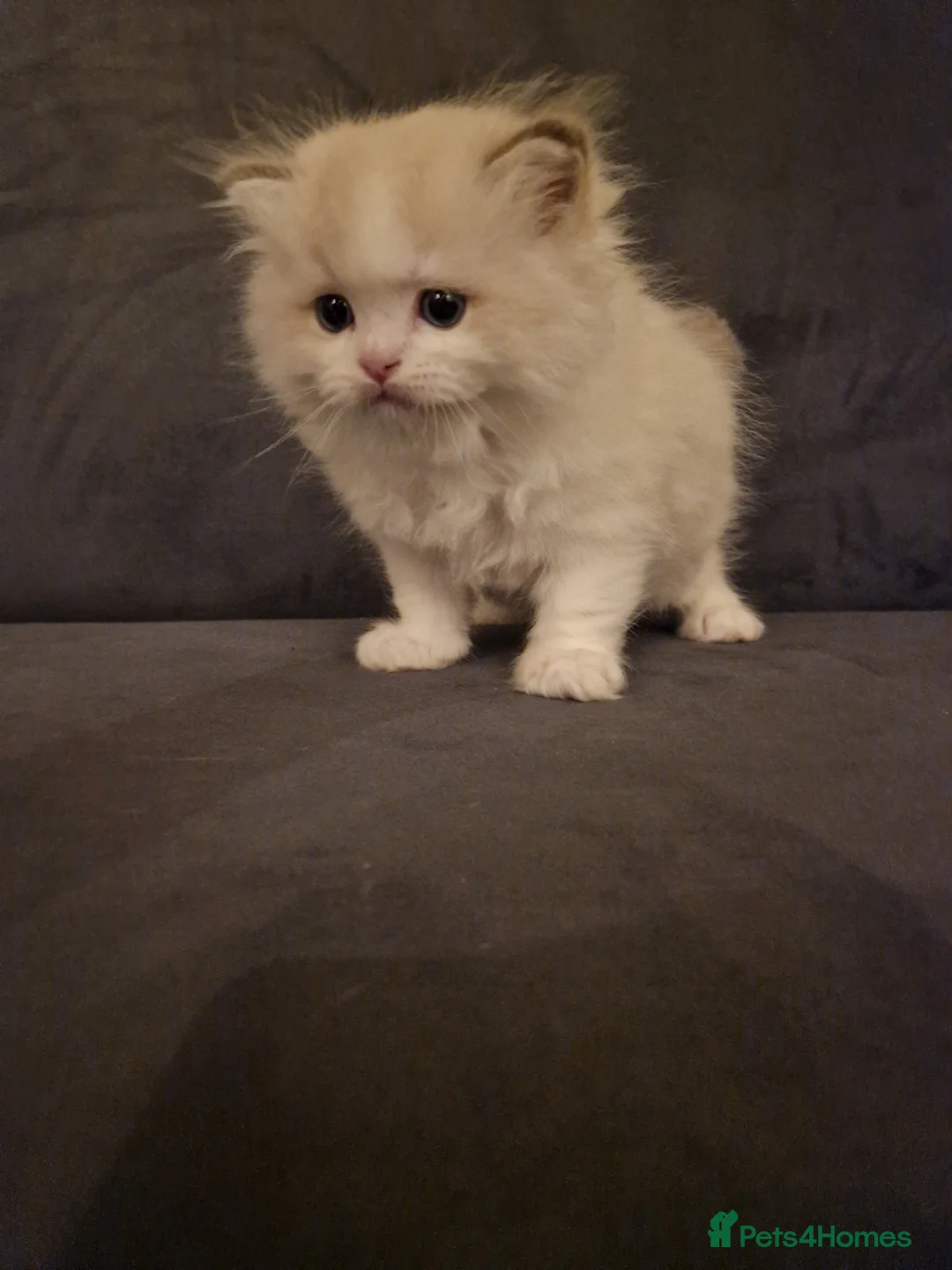 Ragdoll cats for sale: Show quality Ragdoll kittens  - Advert 3