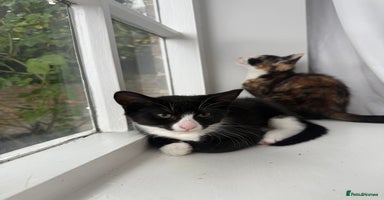 Mixed Breed cats - Advert 16