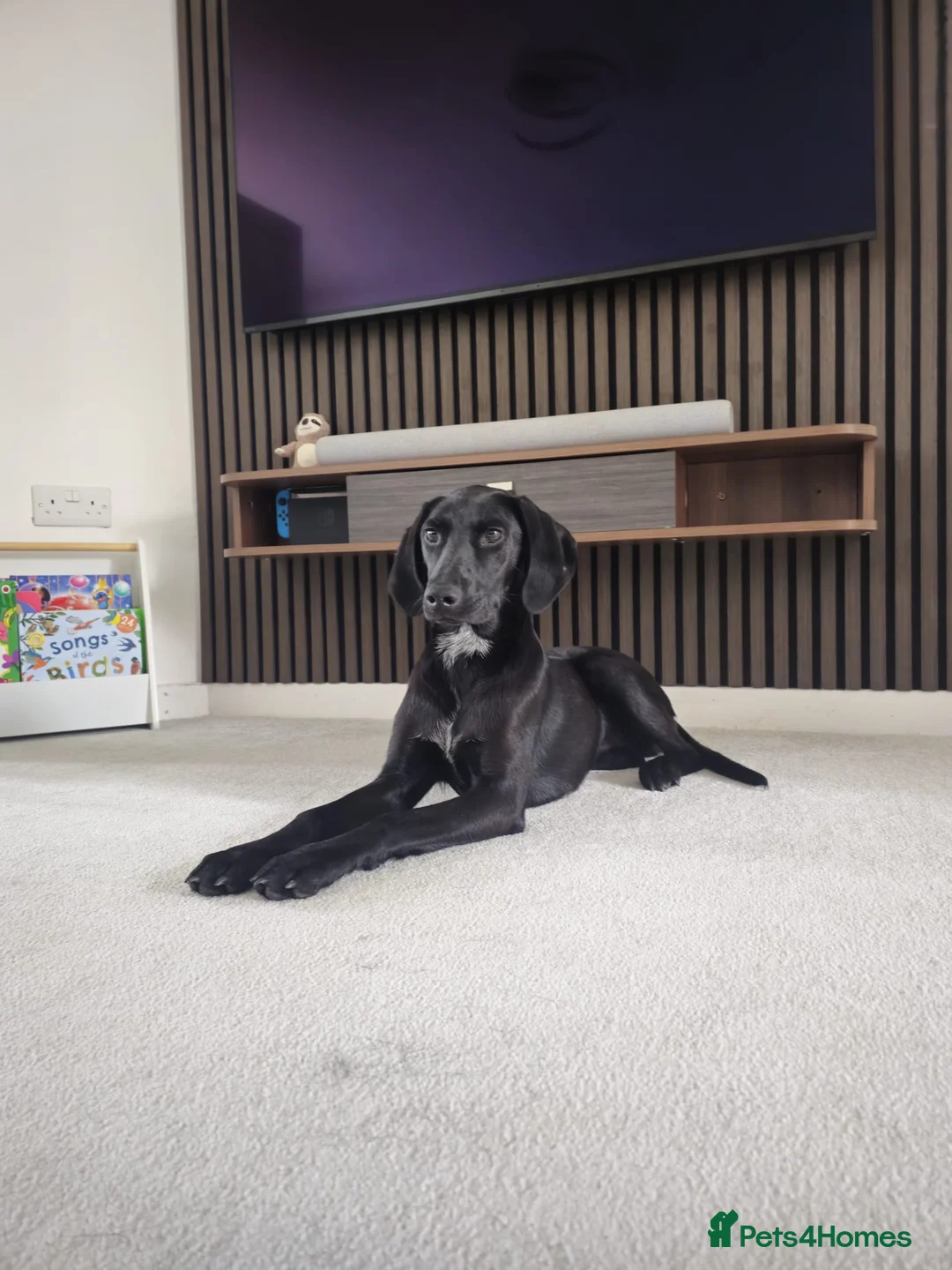 Goldador dogs for sale: Beautiful & Loving 1yr Goldador (Trinity) - Advert 5
