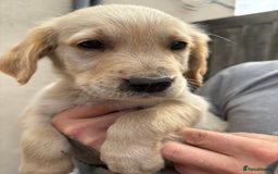 Golden Retriever dogs for sale: Golden retriever puppies ready to go  NOW 🐶🐾🦴  - Image 1
