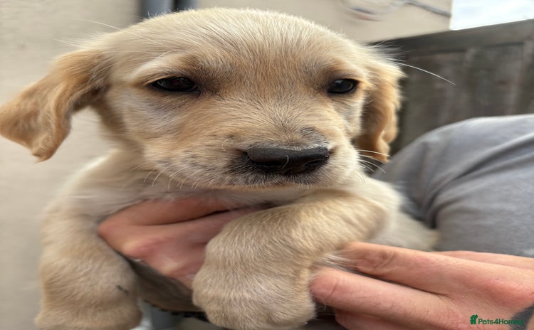 Golden Retriever dogs - Advert 4