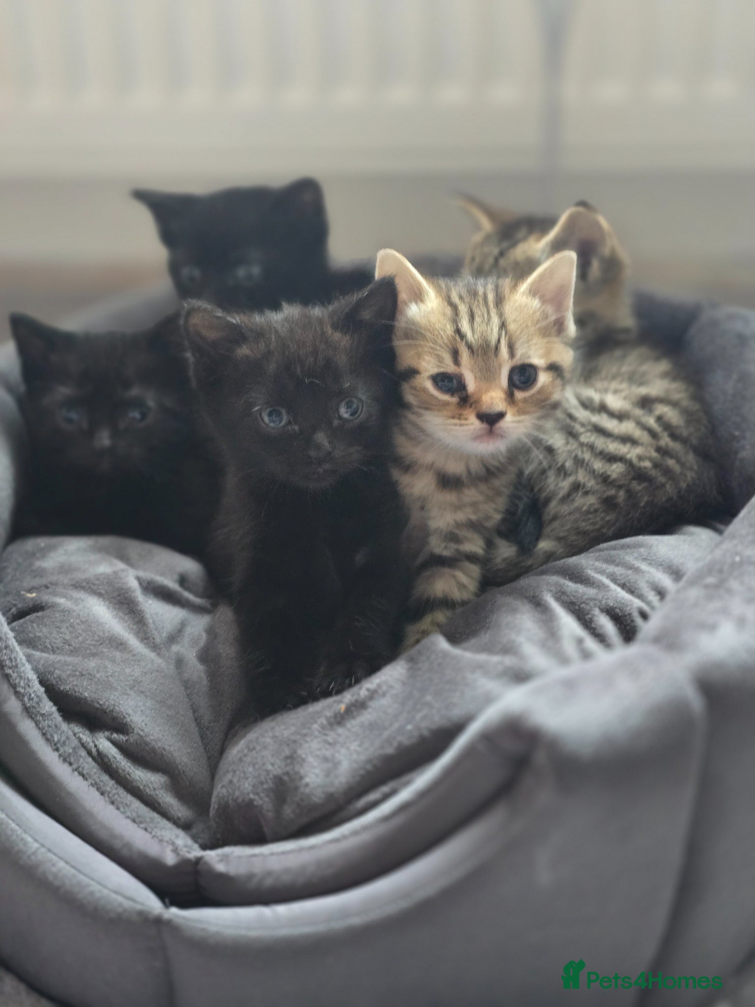 Mixed Breed cats 5 Beautiful kittens tabby and black - Advert 8