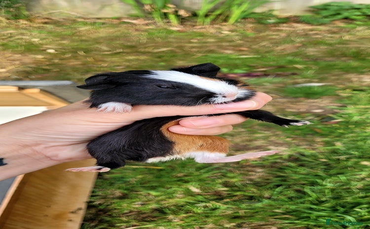 Guinea Pig rodents - Advert 1