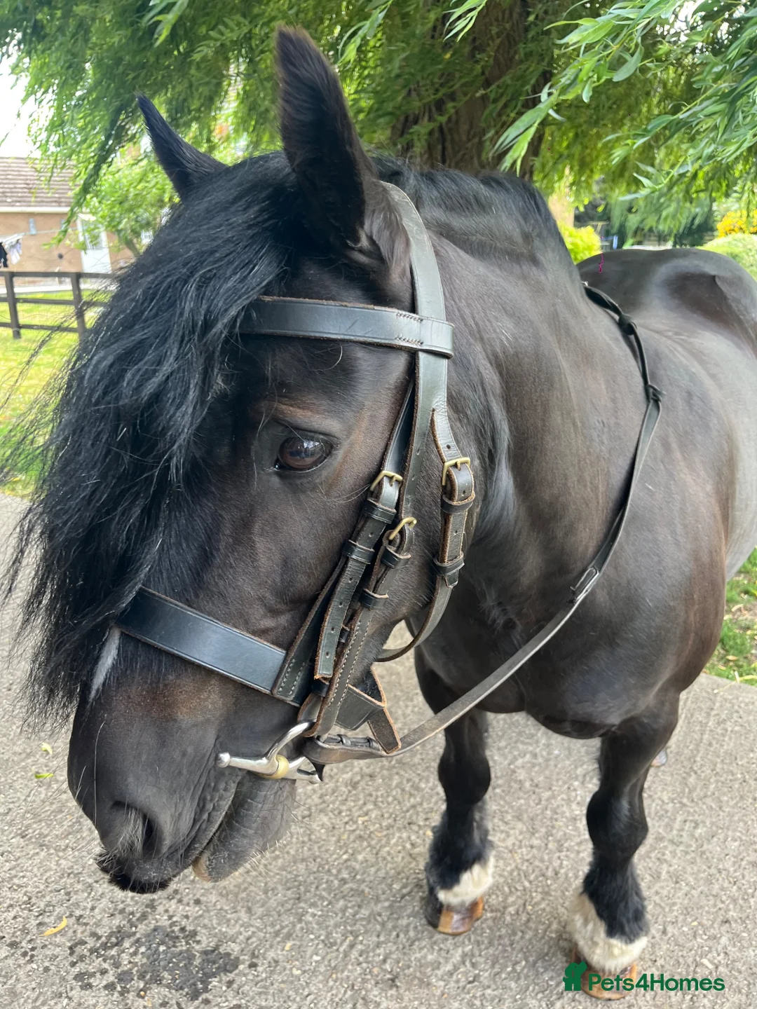 Irish Cob horses for sale: Black mare 13’2 in Downham Market - Advert 1