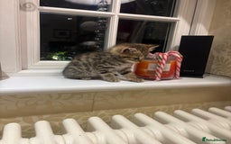 Mixed Breed cats for sale: 4 Persian chinchilla mix breed kittens  - Image 14