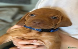 Hungarian Vizsla dogs for sale: Amazing Hungarian vizsla puppies - Image 34