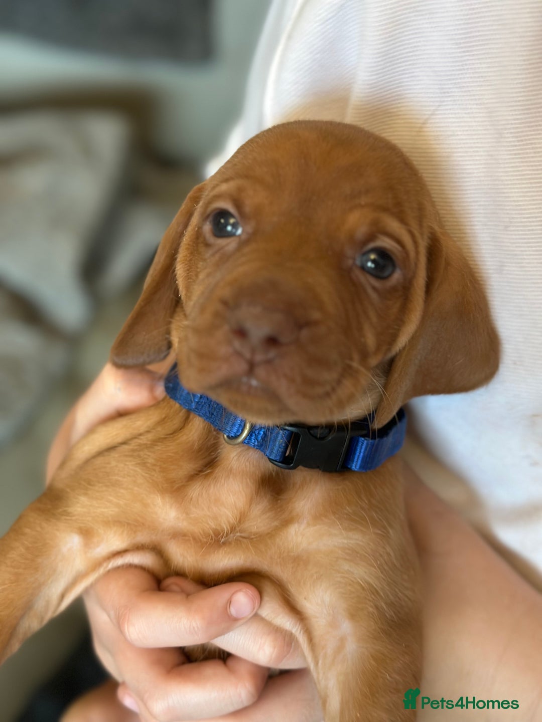 Hungarian Vizsla dogs for sale: Amazing Hungarian vizsla puppies - Image 34