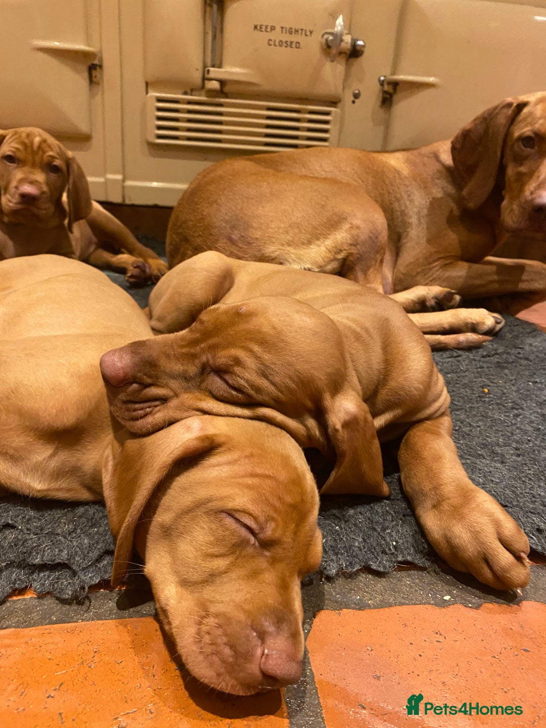 Hungarian Vizsla dogs for sale: Hungarian Vizsla  - Advert 9