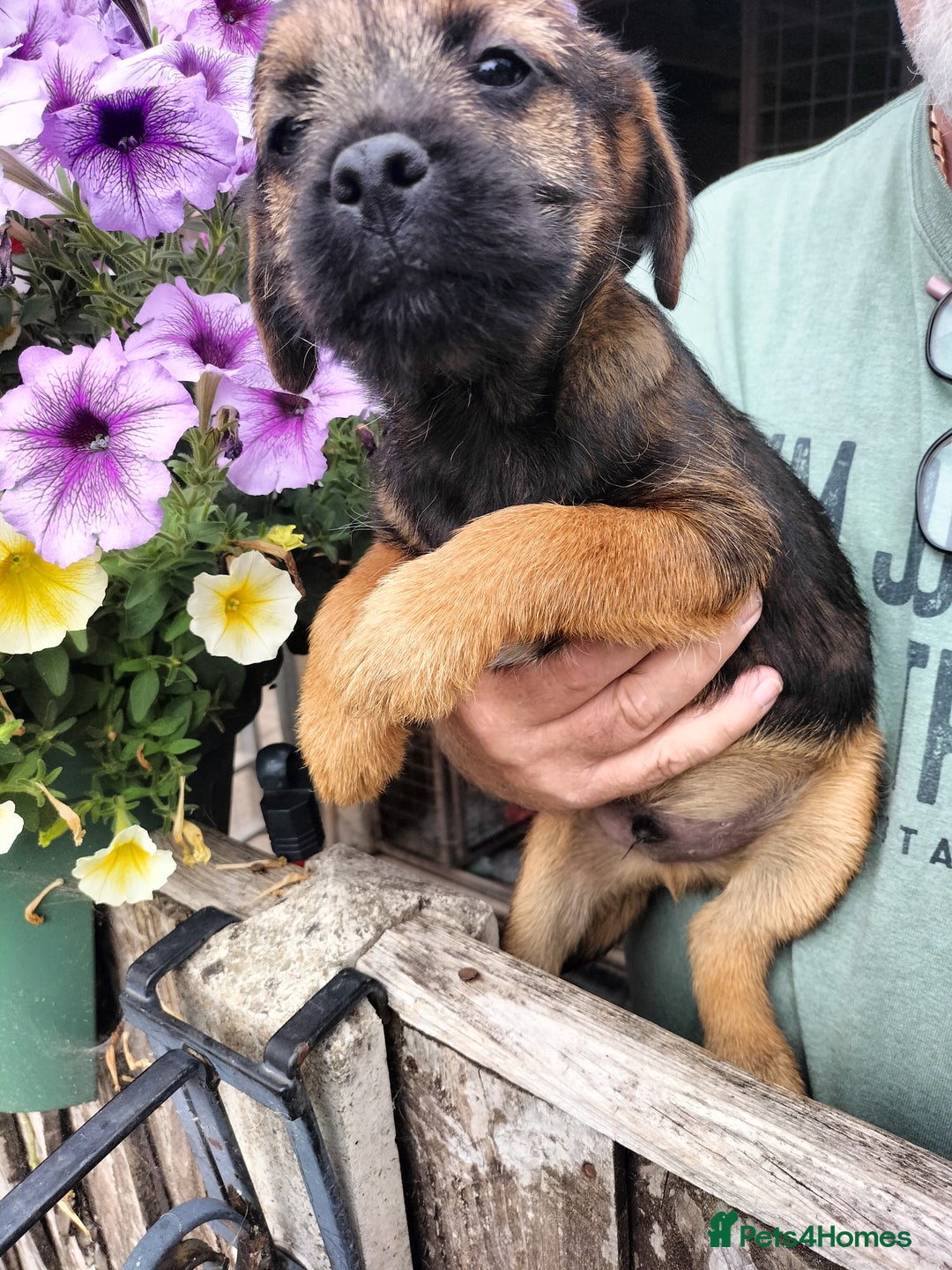 Border Terrier dogs for sale: Border terrier puppies  - Image 5