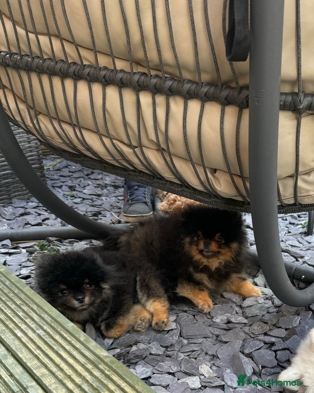 Pomeranian dogs for sale: *MINIATURE UNIQUE RARE tan toy Pomeranian boy 3yr* - Image 7