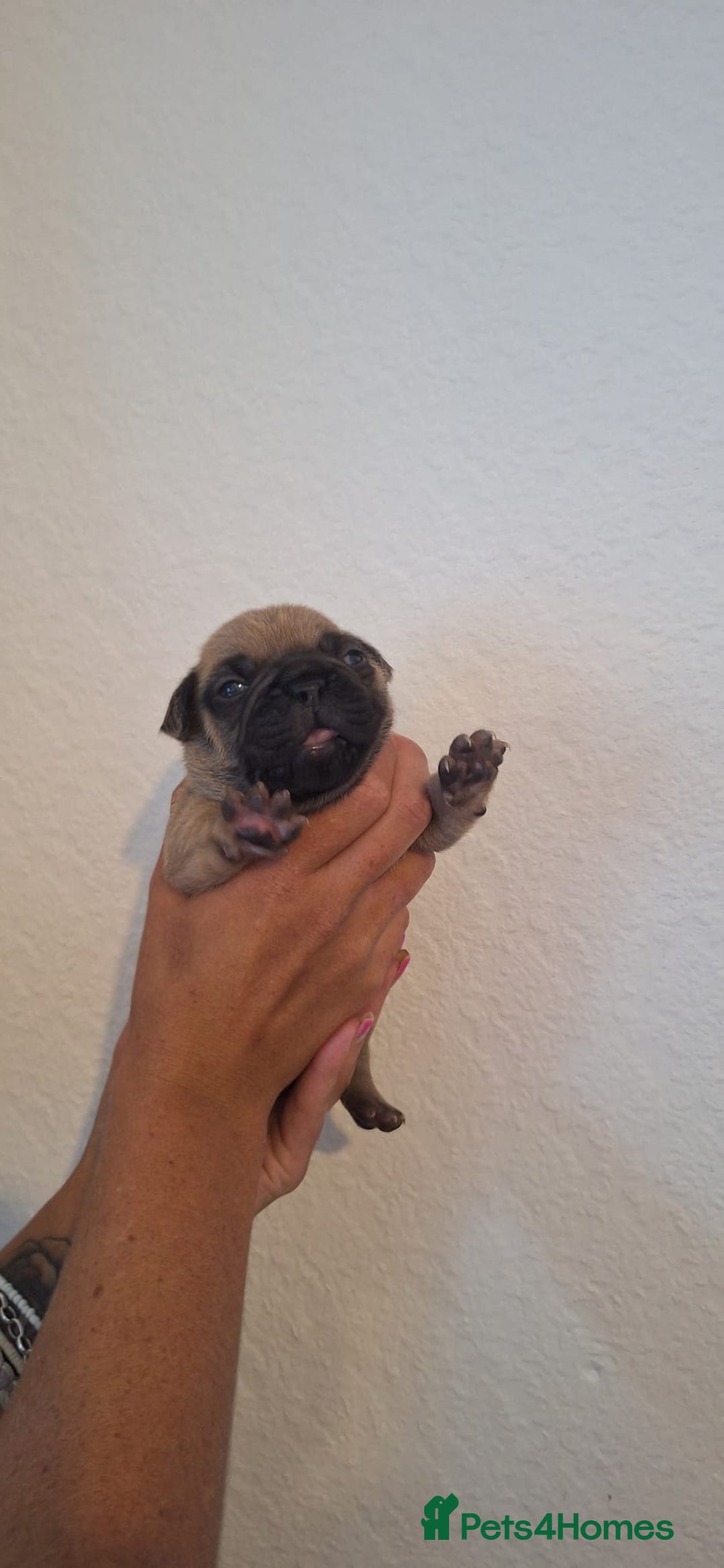 French Bulldog dogs for sale: French bulldogs  - Image 5