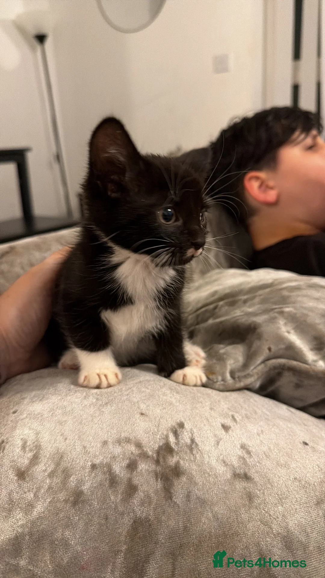 Mixed Breed cats for sale: 3 beautiful kittens ready to leave now ❤️ in Dunstable - Advert 4